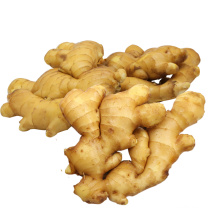 Good quality plump clean yellow color Chinese fresh ginger